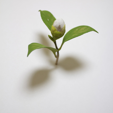 Yoshihiro Suda