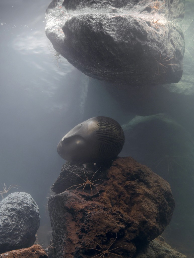 Pierre Huyghe, Zoodram 5, 2011. © Pierre Huyghe, Photo by Guillaume Ziccarelli Pierre Huyghe, Zoodram 5, 2011. © Pierre Huyghe, Photo by Guillaume Ziccarelli