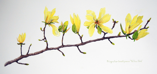 Sharon Way-Howard, ‘Yellow Bird Magnolia Branch’, 2019, The Galleries at Salmagundi