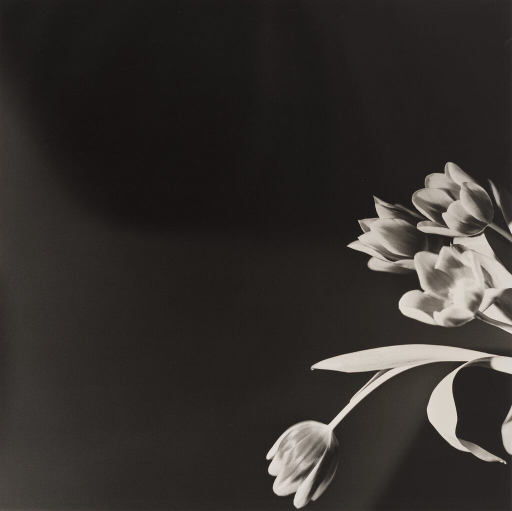 Robert Mapplethorpe - Tulips