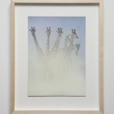 Julien Bismuth