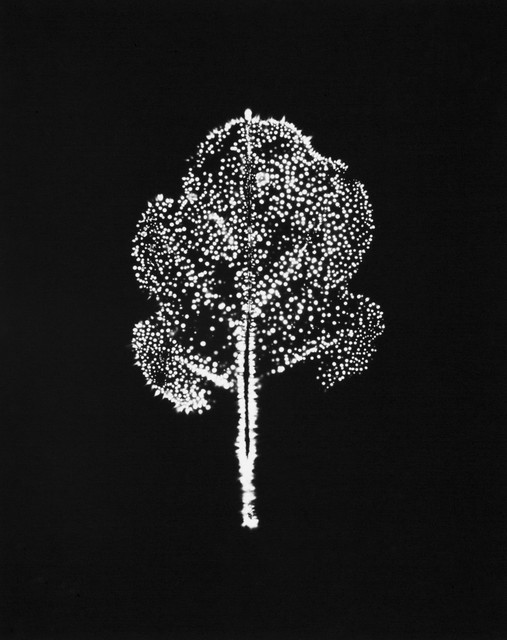 Wataru Yamamoto, ‘A Chrysanth Leaf 7, from the series "Leaf of Electric Light"’, 2012, CHRISTOPHE GUYE GALERIE