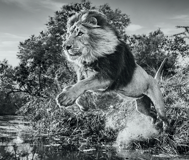 David Yarrow, ‘First Down’, 2020, Photography, Digital Pigment Print on Archival 315gsm Hahnemuhle Photo Rag Baryta Paper, Isabella Garrucho Fine Art