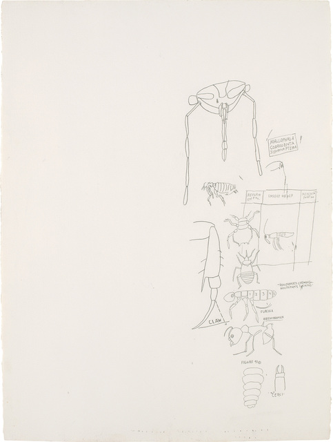 Jean-Michel Basquiat, ‘Untitled (Insect Order)’, circa 1982-1983, Phillips