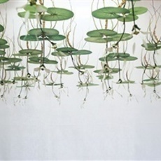Hiroshi Shinno