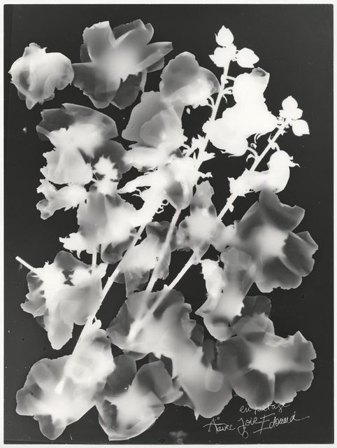 Edouard Boubat, ‘Fleurs en transparences’, 1994, °CLAIRbyKahn Galerie