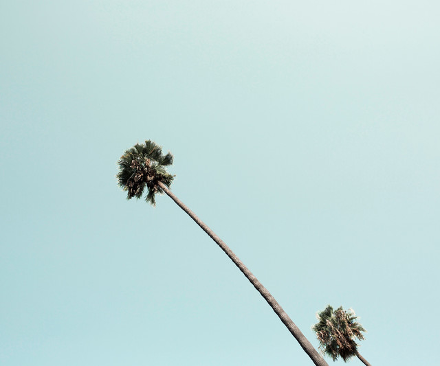 Ludwig Favre, ‘Beverly Hills Palm’, 2020, Photography, Hahnemühle 100% cotton rag paper with archival epson inkjet pigments, ArtStar