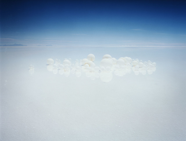 Scarlett Hooft Graafland, ‘Drop Your Darlings’, 2006, Flowers