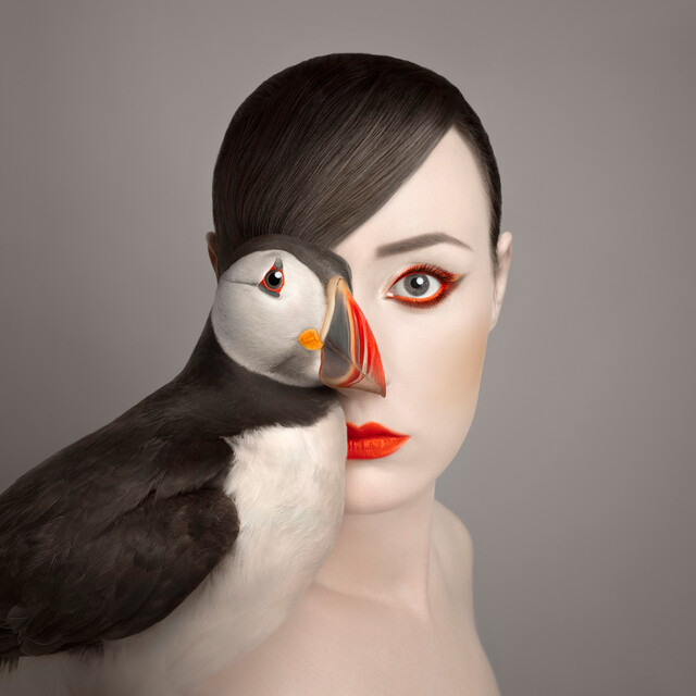 Little Puffin