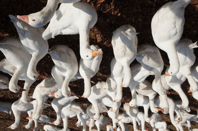 Geese