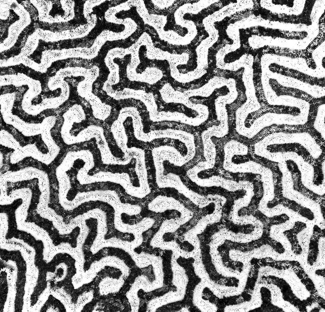 Coral Morphologic logo