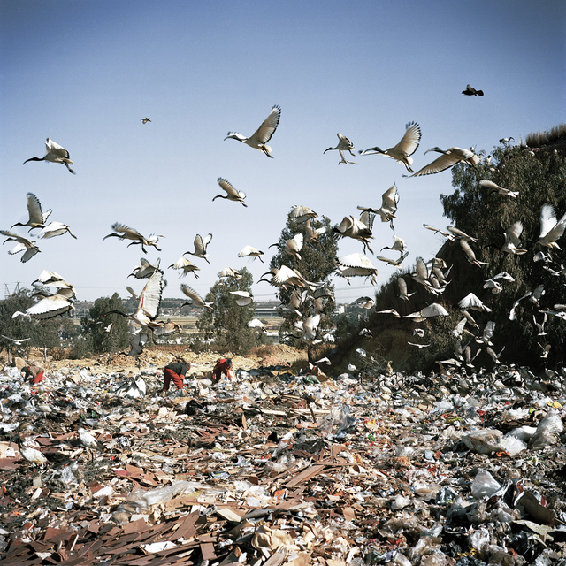 Jason Larkin, ‘COMMERCIAL RUBBISH DUMP, City Deep, Johannesburg’, 2010, Flowers