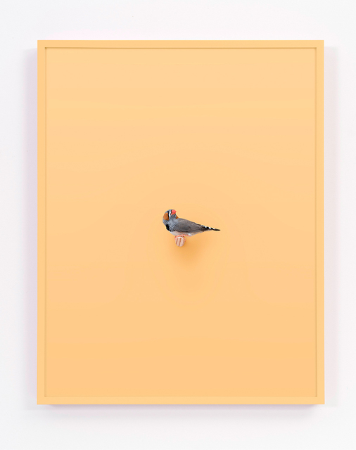 Daniel Handal, ‘Zebra Finch (Buttercup)’, 2017, ClampArt