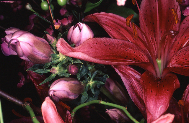 Nobuyoshi Araki, ‘Flower Rondeau’, 1997, Photography, Fuji Crystal print, Michael Hoppen Gallery