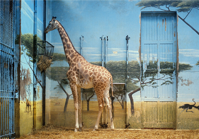 Candida Hofer Zoologischer Garten Paris Ii 1997 1997 Artsy