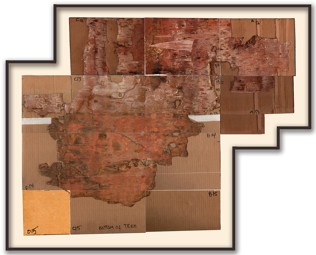 Maria Elena González, ‘Bark Framed #5’, 2012, Drawing, Collage or other Work on Paper, Birch bark, permanent ink, ink on cardboard, Hirschl & Adler