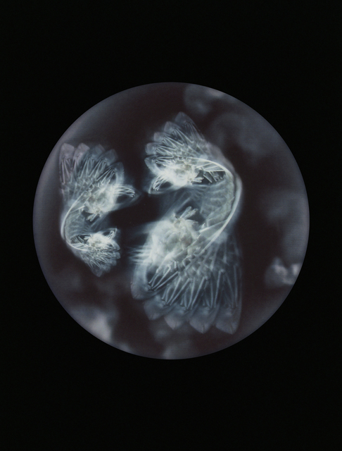 Mandy Barker, ‘'Ophelia medustica'’, 2016, Photography, Archival Pigment Print, East Wing
