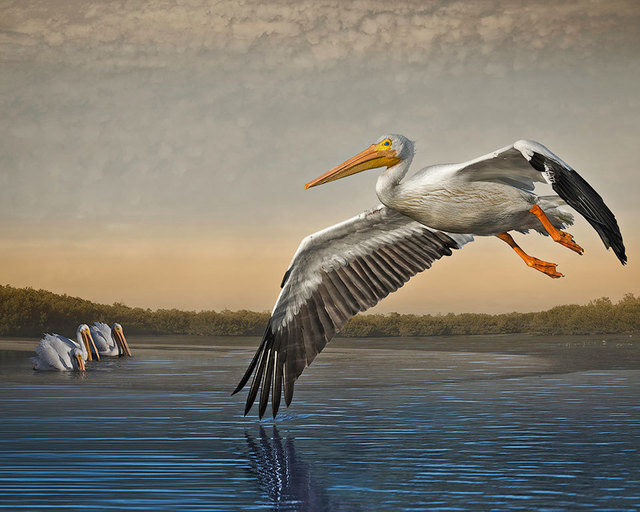 Cheryl Medow, ‘White Pelicans at Dawn’, 2016, Photography, Archival pigment print, PDNB Gallery