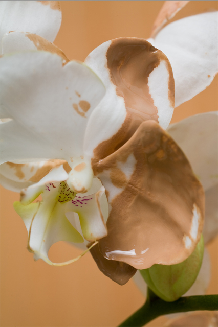 Chong Weixin, ‘Orchidia Lust Lush.1’, 2017, A.I. Gallery