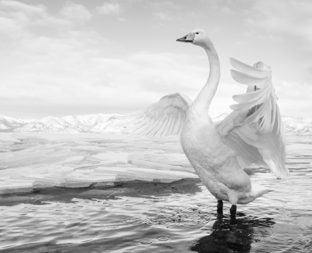David Yarrow, ‘Swan Lake’, 2017, Hilton Asmus