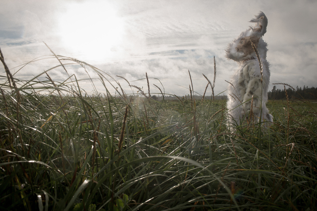 Laura Jane Petelko, ‘Until it Finds Me’, 2018, Gitana Rosa Gallery