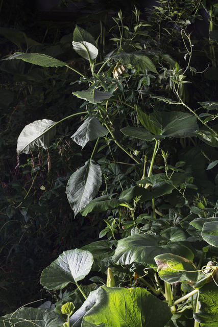 Sharon Core, ‘Untitled #9’, 2015, Yancey Richardson Gallery