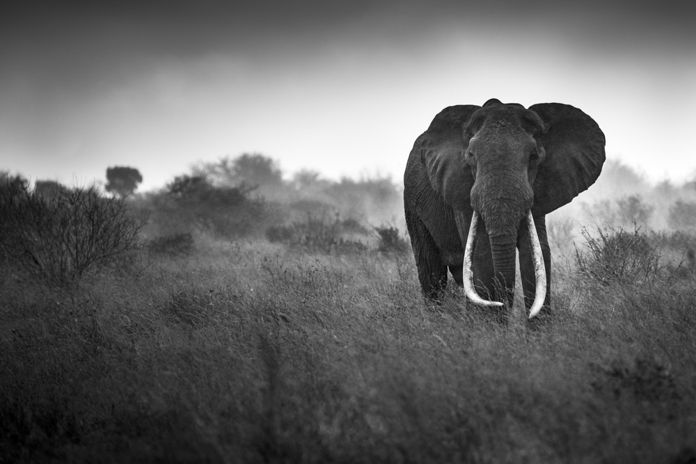 Big Tusker In The Rain, Tsavo Kenya, 2014 by Frank af Petersens Big Tusker In The Rain, Tsavo Kenya, 2014 by Frank af Petersens