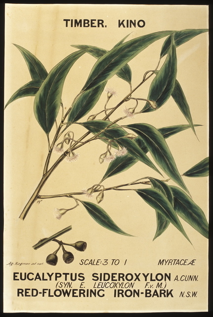 Agard Hagman, ‘Botanical illustration, ' Eucalyptus sideroxylon (Red-flowering Iron Bark)', by Agard Hagman’, 1888, Powerhouse Museum
