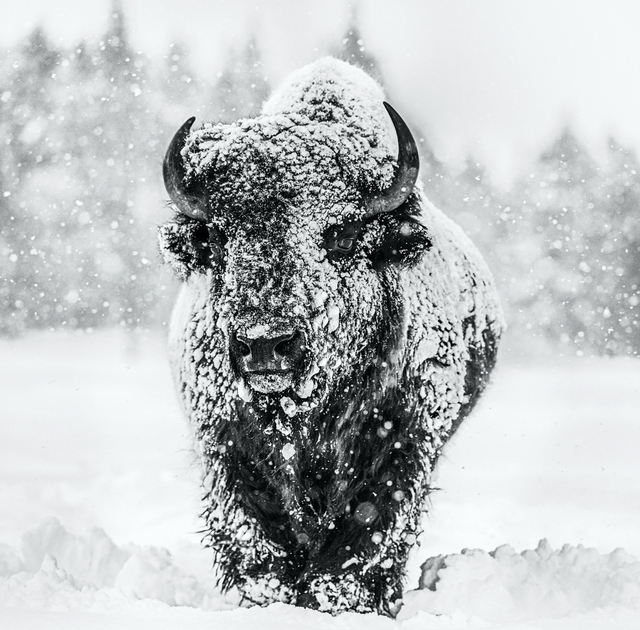 David Yarrow, ‘Winter's Coming’, 2020, Photography, Digital Pigment Print on Archival 315gsm Hahnemuhle Photo Rag Baryta Paper, Isabella Garrucho Fine Art