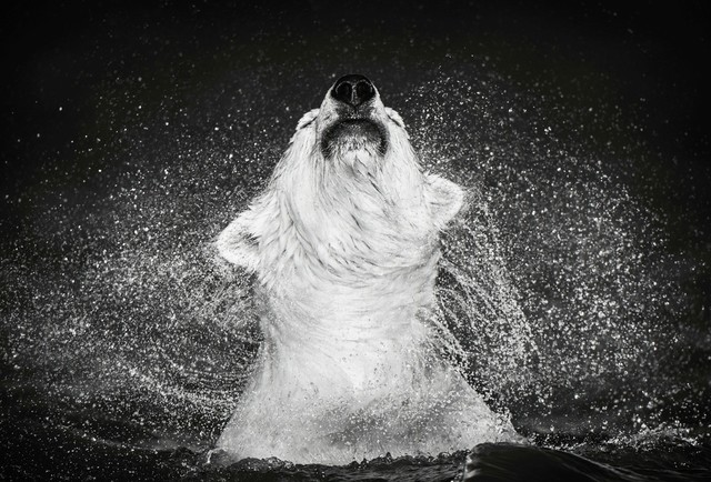 David Yarrow, ‘Diamonds in The Sky ’, 2018, Maddox Gallery