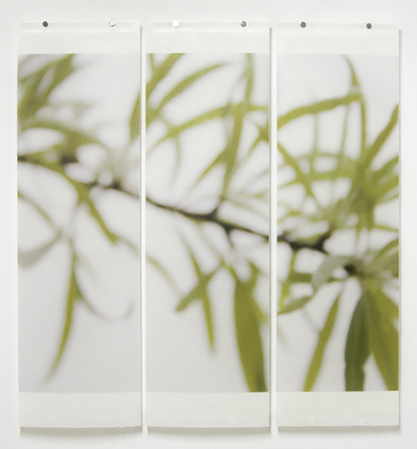 Jeri Eisenberg, ‘Silver Pear Willow’, 2008, Carrie Haddad Gallery
