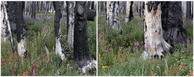 Laura McPhee, ‘Evening (Spruce Trees, Indian Paintbrush, Fireweed, Daisies), Fourth of July Creek Canyon, Custer County, Idaho (Diptych) 1/5’, Photography, Archival Pigment Print, Gail Severn Gallery