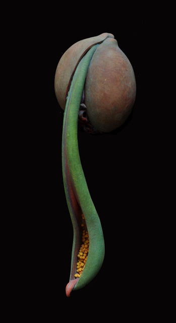 Judy Fox, ‘EdenPlant 2’, 2016, Nancy Hoffman Gallery