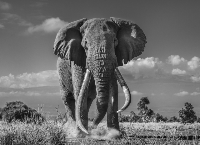 David Yarrow, ‘Tim’, 2019, Print, Archival Pigment Print, Maddox Gallery