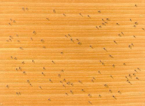 Ed Ruscha, ‘Cockroaches’, 1972, TAI Modern