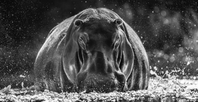 David Yarrow, ‘Dexter’, 2018, Isabella Garrucho Fine Art