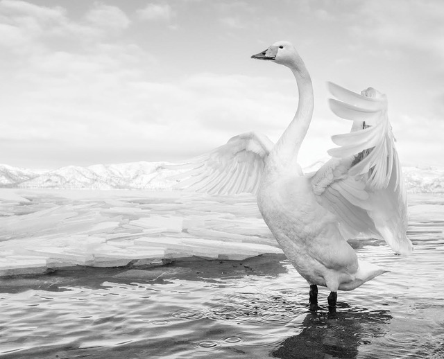 David Yarrow, ‘Swan Lake’, ca. 2017, Photography, Archival Pigment Print, Samuel Lynne Galleries