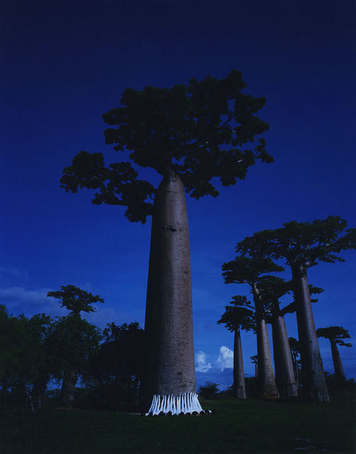 Scarlett Hooft Graafland, ‘Moonlight Renala’, 2019, Flowers