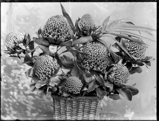 Kerry & Co. Studio, ‘Australian Waratahs’, c 1900, Powerhouse Museum
