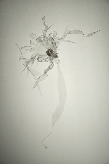 Laurent Lamarche, ‘Translucida Organidée (échantillons 2)’, 2009, Art Mûr