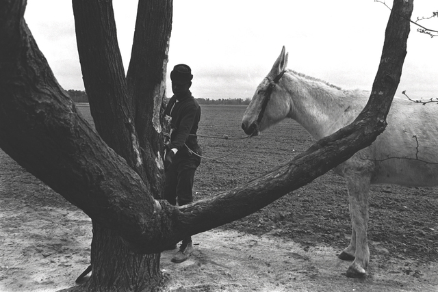 Constantine Manos, ‘Untitled, Sharecroppers, South Carolina (lone man, tree and white mule)’, 1965, Photography, Gelatin silver print, Robert Klein Gallery