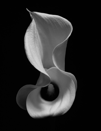 Kenro Izu, ‘Still Life # 239’, 1993-2009, Galerie Commeter / Persiehl & Heine