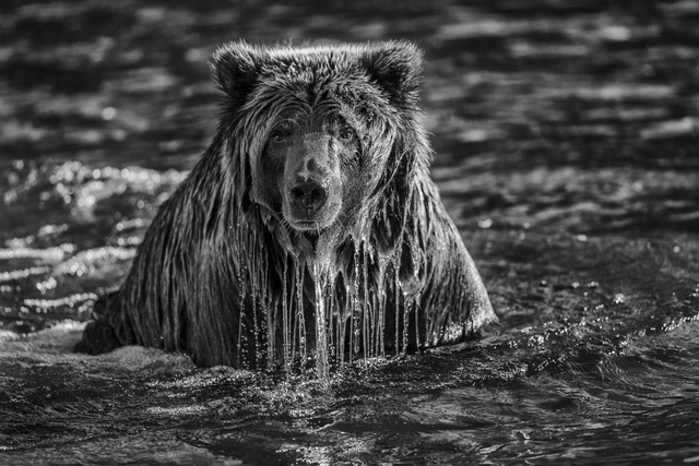 Paul Nicklen, ‘Majesty Surfacing ’, 2012, Photography, Archival Pigment Print, Hilton Asmus