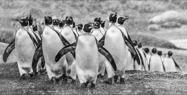 David Yarrow, ‘Napoleon’, 2018, Isabella Garrucho Fine Art