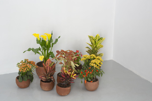 Spencer Finch, ‘A Natural History of Colors (after Wittgenstein)’, 2019, Other, 27 Plants in Mexican soil, terracotta pots, Galerie Nordenhake