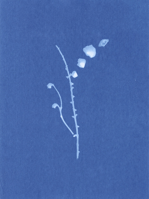 Nina Raasch, ‘Desert Flower #1’, 2017, Spotte Art