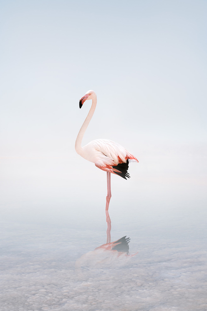 Alice Zilberberg, ‘Wondering White Flamingo’, 2020, Photography, Photo-based digital painting (Paper - Canson Infinity Rag Photographique), Isabella Garrucho Fine Art
