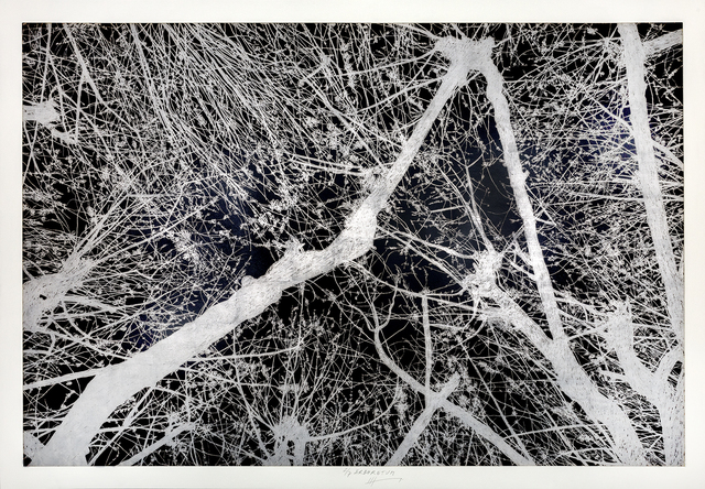 Jan Hendrix, ‘Arboretum 7’, 2018, Anémona Editores