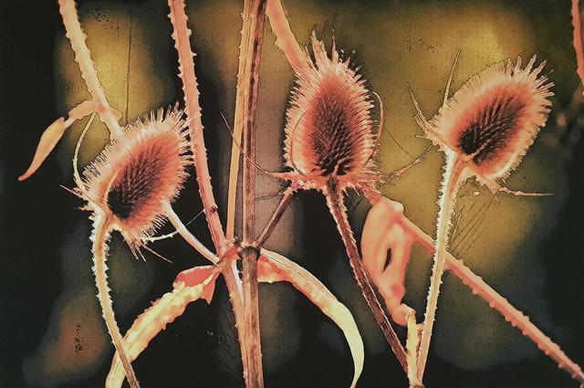 David Ash, ‘Teasles’, 2019, Galerie Libre Est L'Art