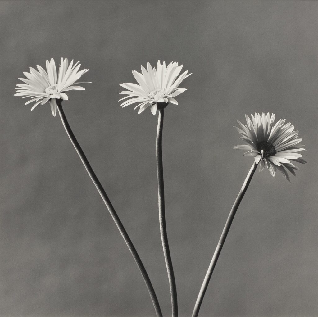 Robert Mapplethorpe - African Daisy